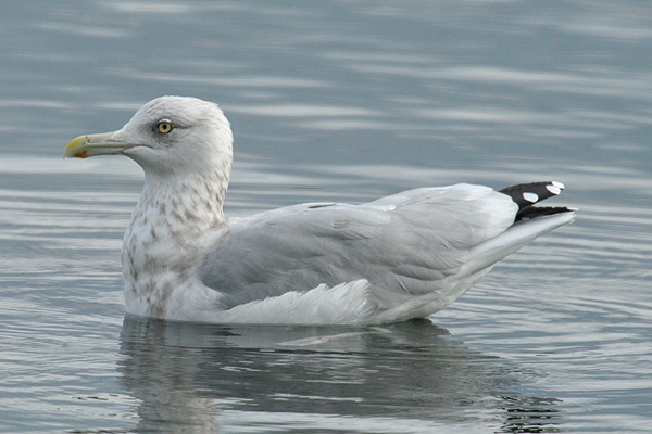 American Herring Gull by Mick Dryden