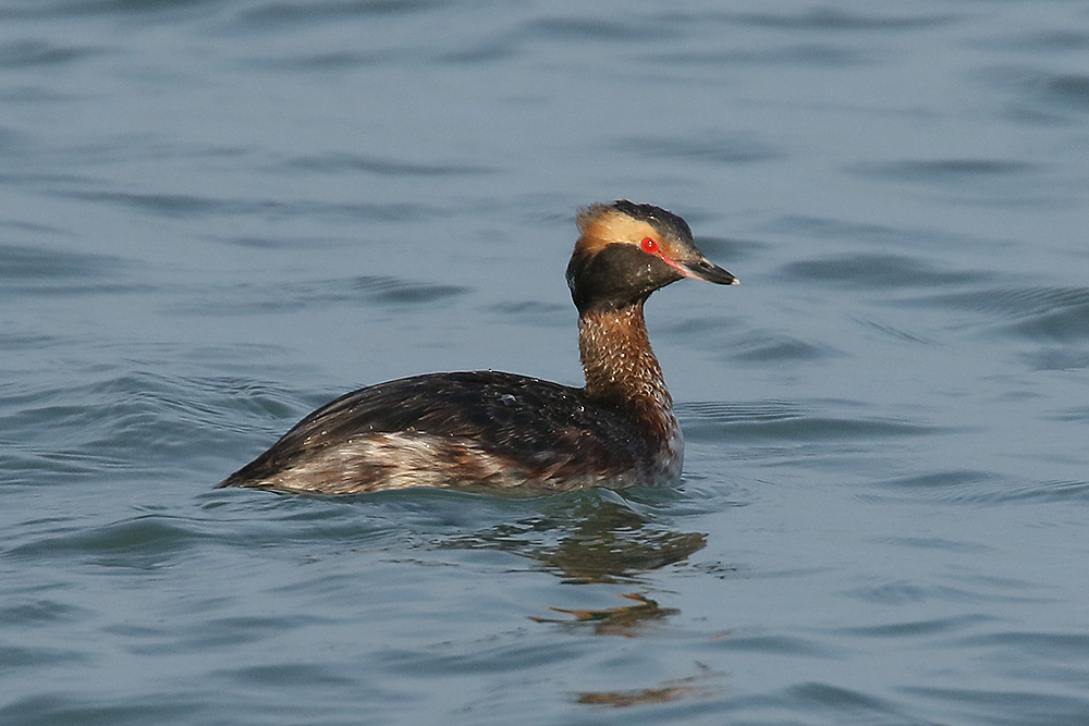 Horned Grebe by Mick Dryden