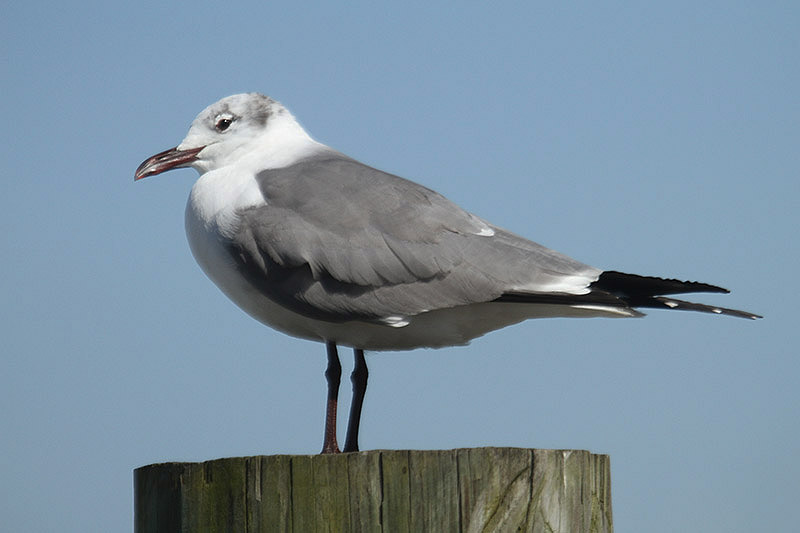 Laughing Gull by Mick Dryden