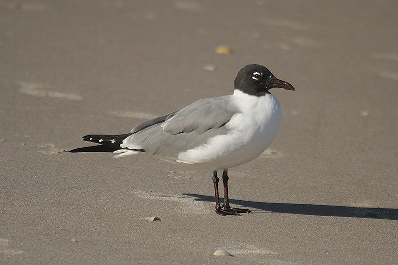 Laughing Gull by Mick Dryden