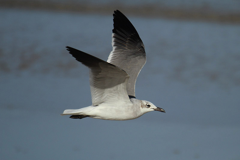 Laughing Gull by Mick Dryden