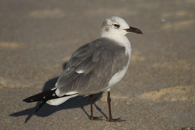 Laughing Gull by Mick Dryden