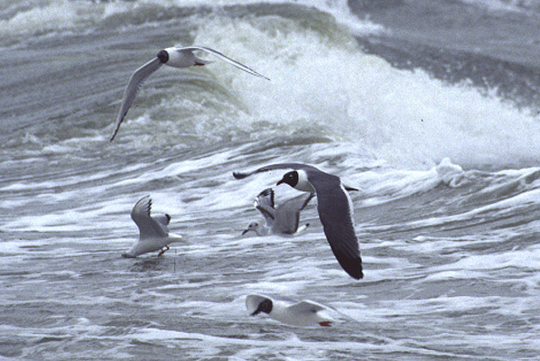 Laughing Gull by Mick Dryden