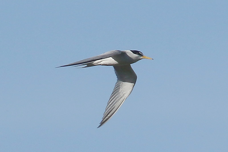 Least Tern by Mick Dryden