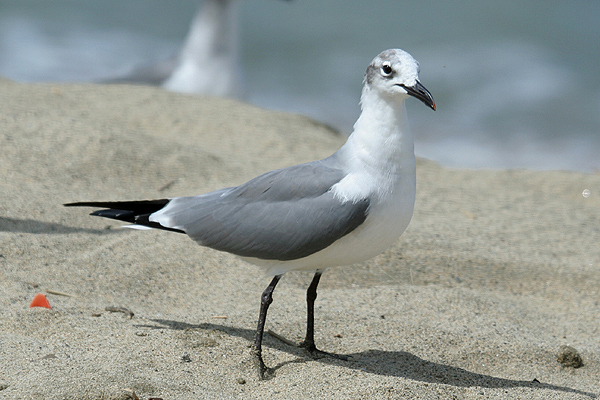 Laughing Gull by Mick Dryden