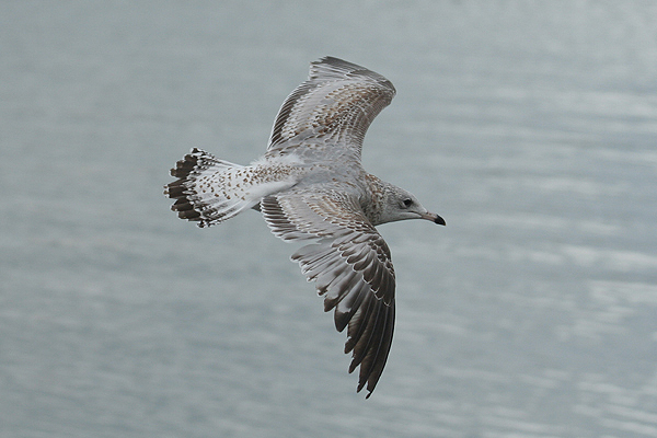 Ring-billed Gull by Mick Dryden