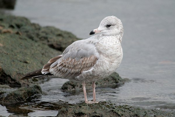 Ring-billed Gull by Mick Dryden