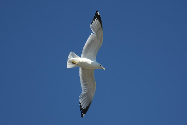 Ring-billed Gull by Mick Dryden