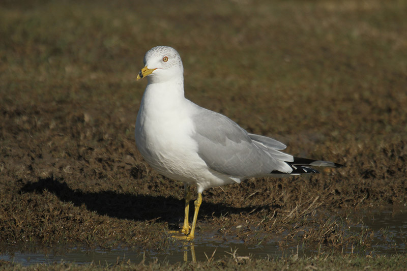Ring-billed Gull by Mick Dryden