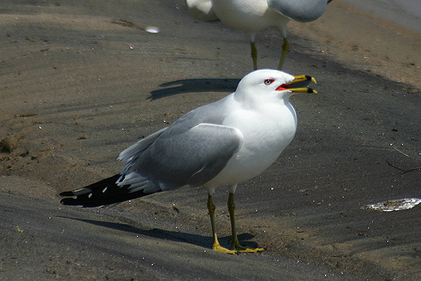 Ring-billed Gull by Mick Dryden