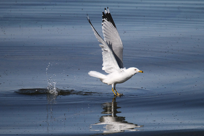 Ring-billed Gull by Mick Dryden