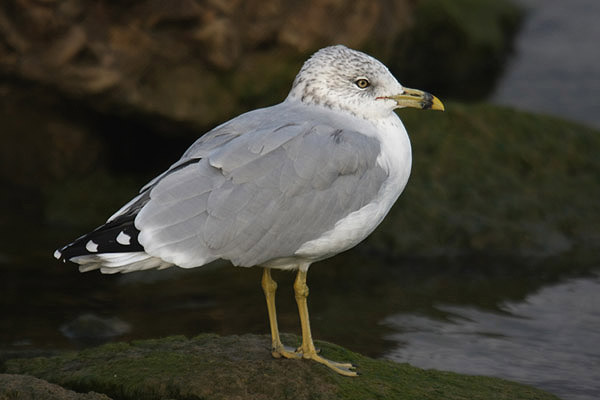 Ring-billed Gull by Mick Dryden