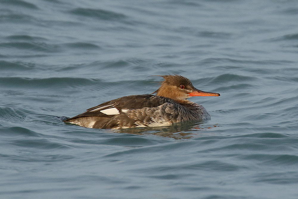 Red breasted Merganser by Mick Dryden