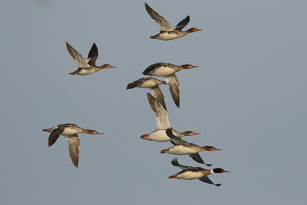 Red breasted Mergansers by Mick Dryden