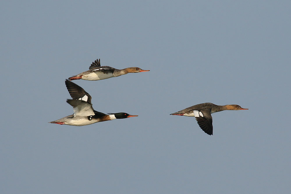 Red breasted Merganser by Mick Dryden