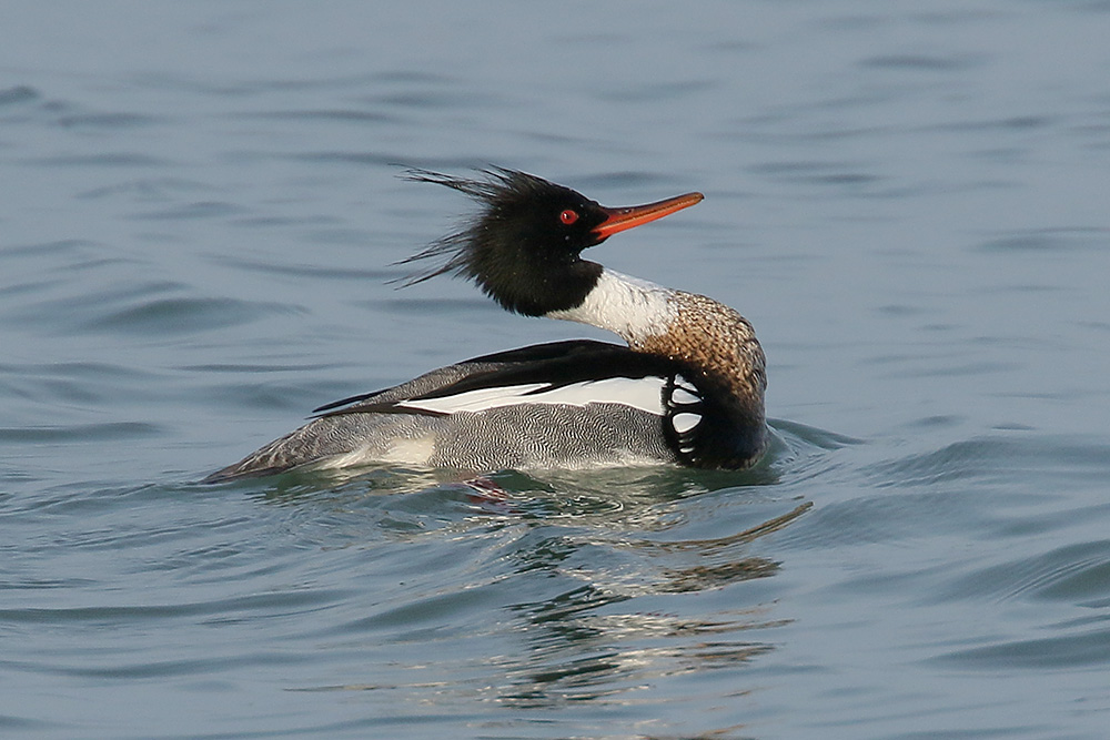 Red breasted Merganser by Mick Dryden