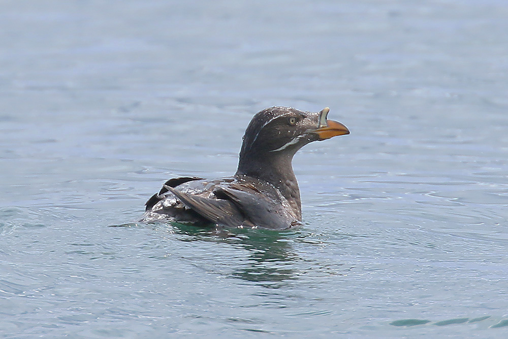 Rhinoceros Auklet by Mick Dryden