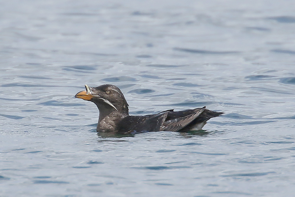 Rhinoceros Auklet by Mick Dryden