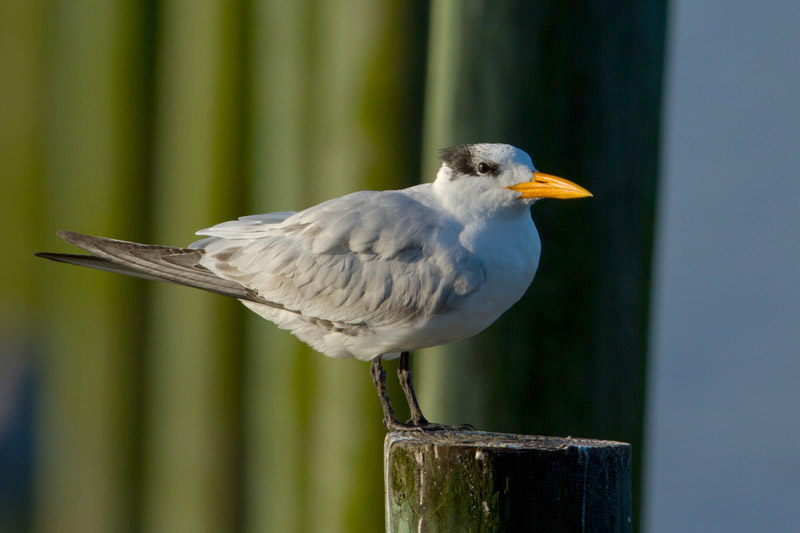 Royal Tern by Miranda Collett