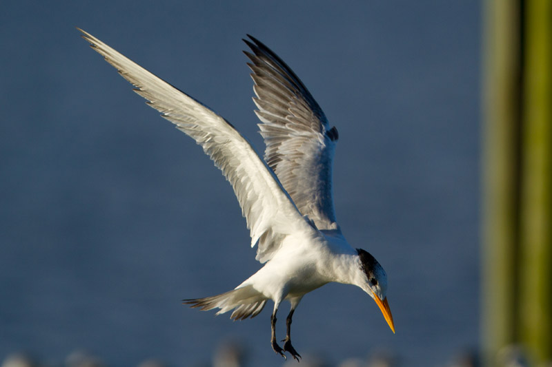 Royal Tern by Miranda Collett