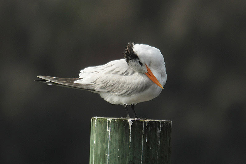 Royal Tern by Mick Dryden