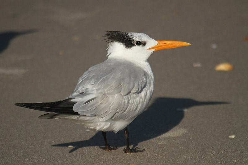 Royal Tern by Mick Dryden