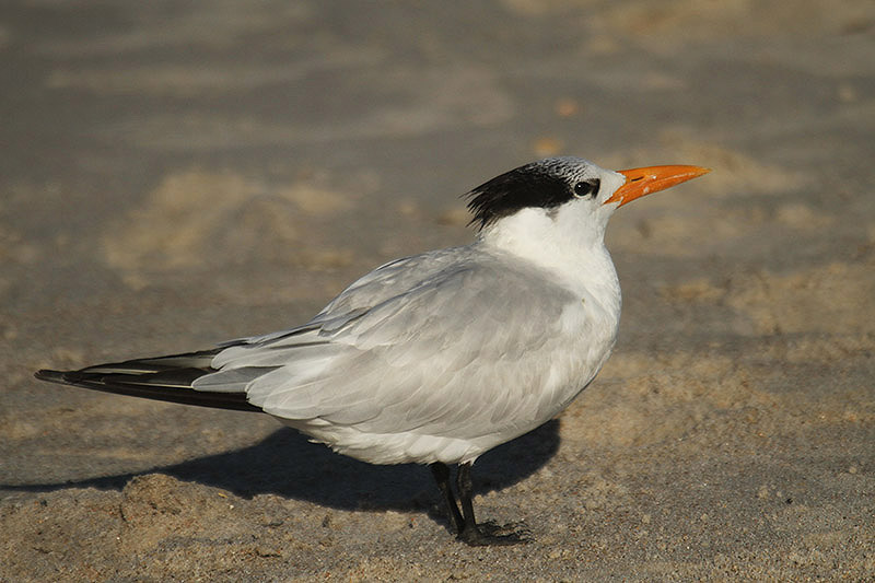 Royal Tern by Mick Dryden