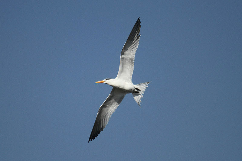 Royal Tern by Mick Dryden