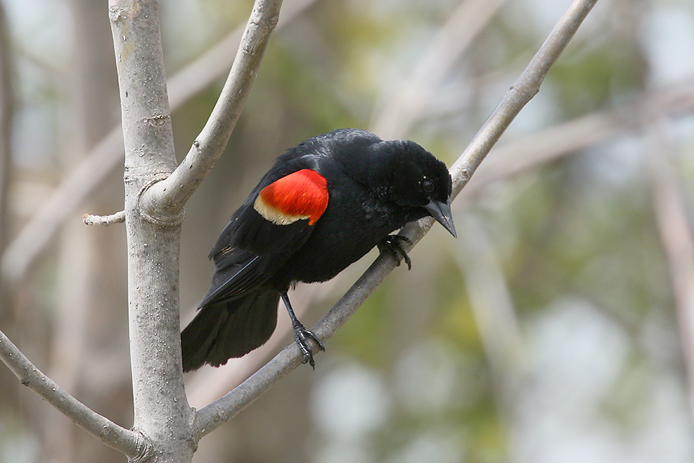 Red winged Blackbird by Mick Dryden