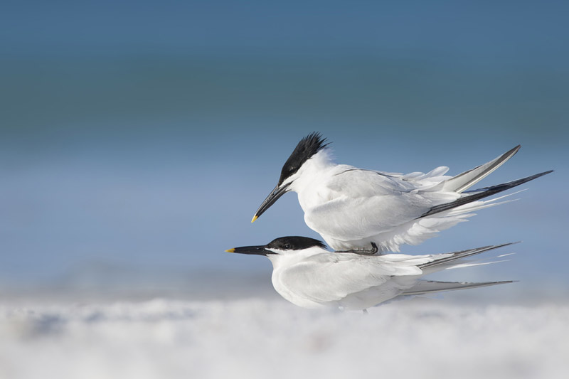 Sandwich Terns by Kris Bell