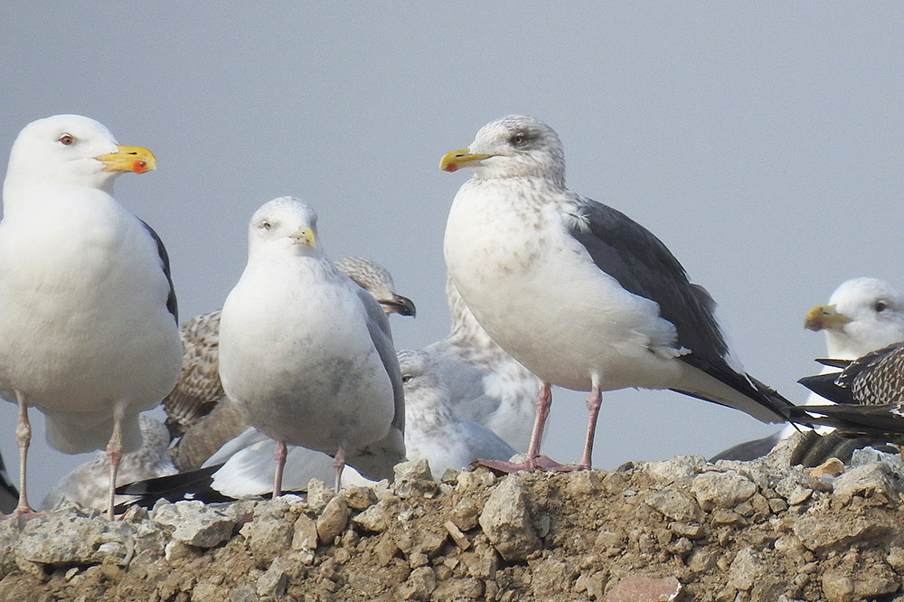 Slaty backed Gull by John Carley