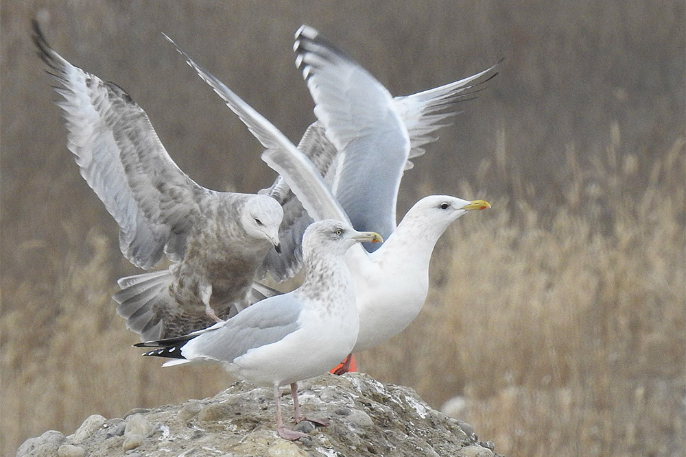 Thayers Gull by John Carley