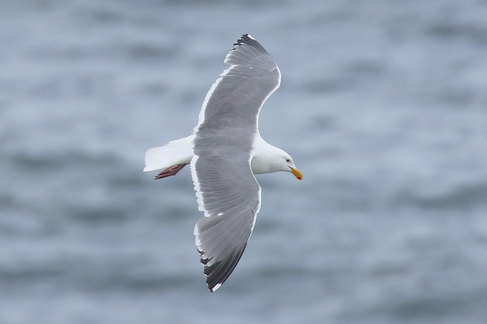 Western Gull by Mick Dryden