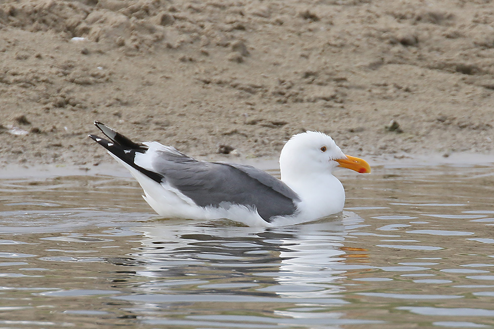 Western Gull by Mick Dryden