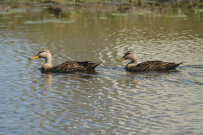 American Black Duck by Mick Dryden