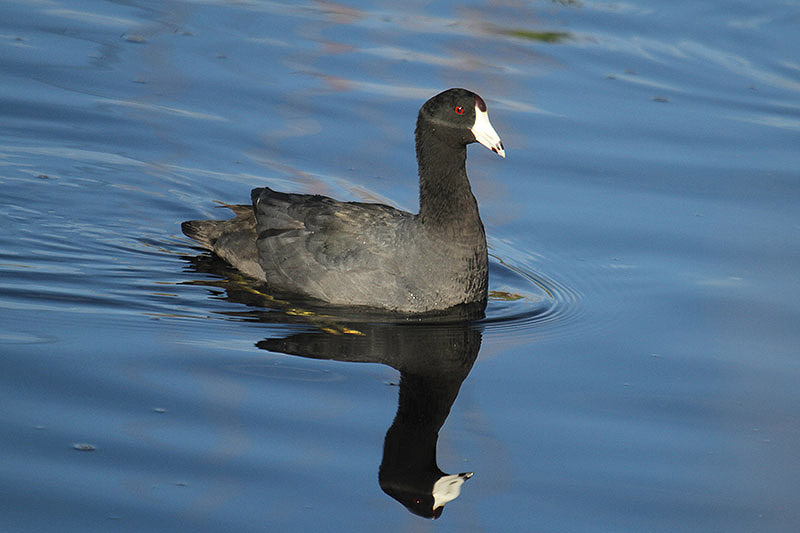 American Coot by Mick Dryden