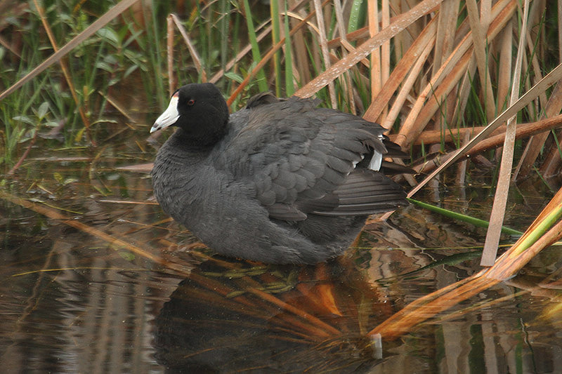 American Coot by Mick Dryden