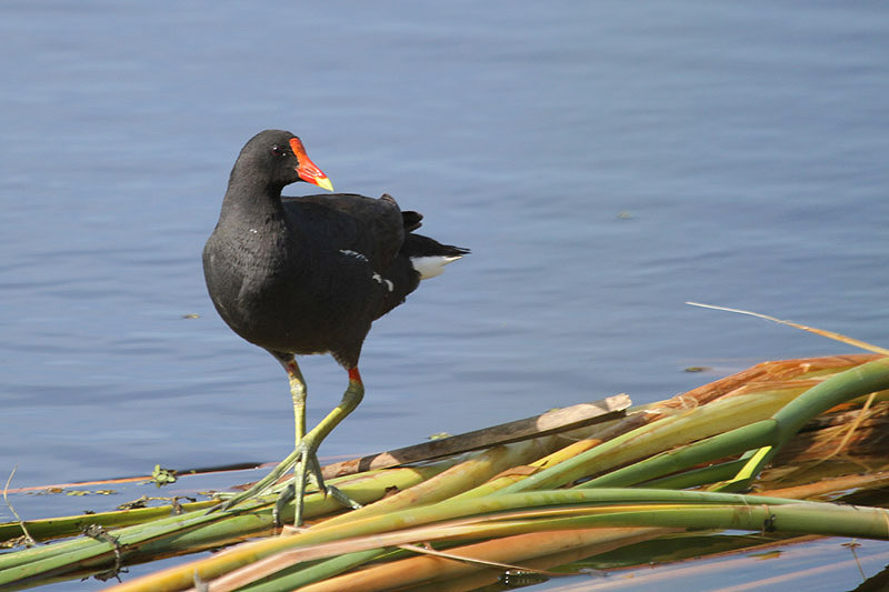 American Moorhen by Miranda Collett