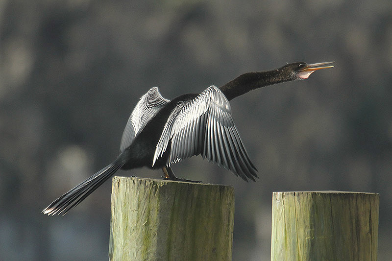 Anhinga by Mick Dryden