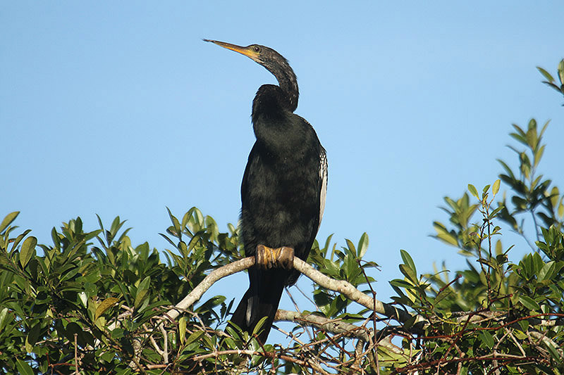 Anhinga by Mick Dryden