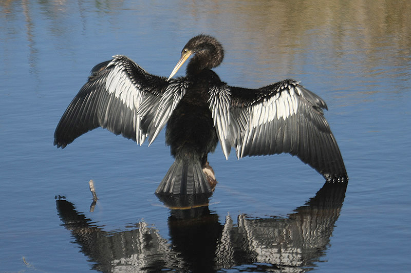 Anhinga by Mick Dryden