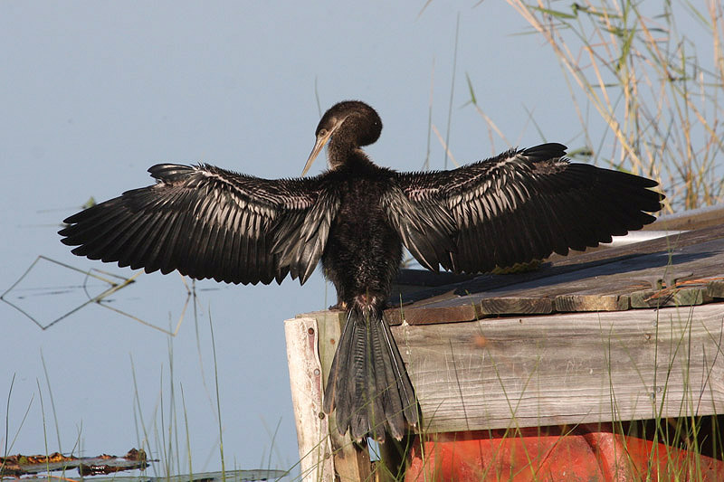 Anhinga by Miranda Collett