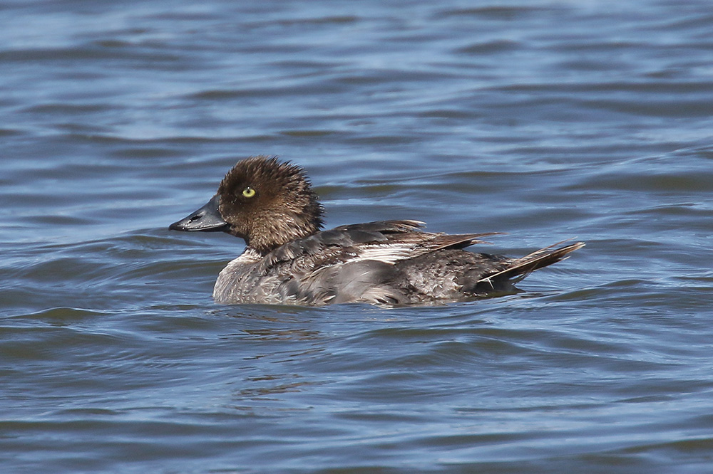 Barrow's Goldeneye by Mick Dryden