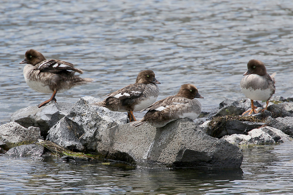 Barrow's Goldeneye by Mick Dryden