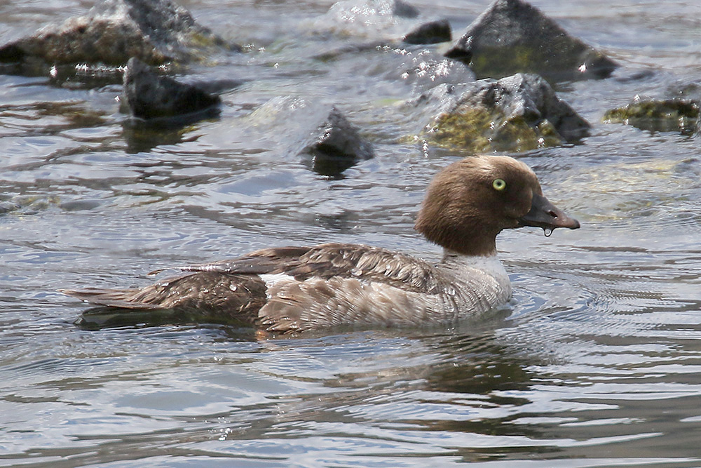 Barrow's Goldeneye by Mick Dryden