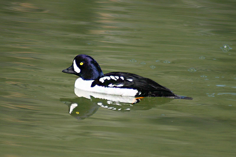 Barrow's Goldeneye by Mick Dryden