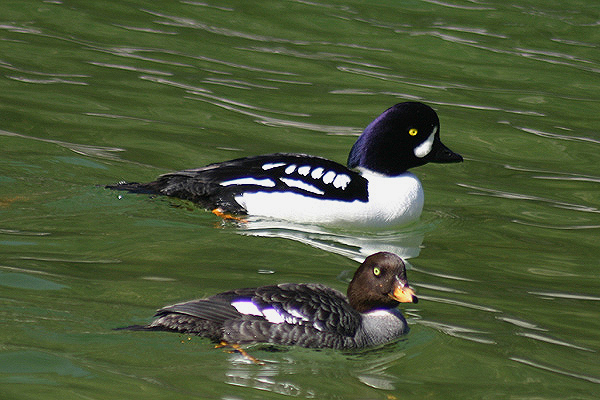 Barrow's Goldeneye by Mick Dryden