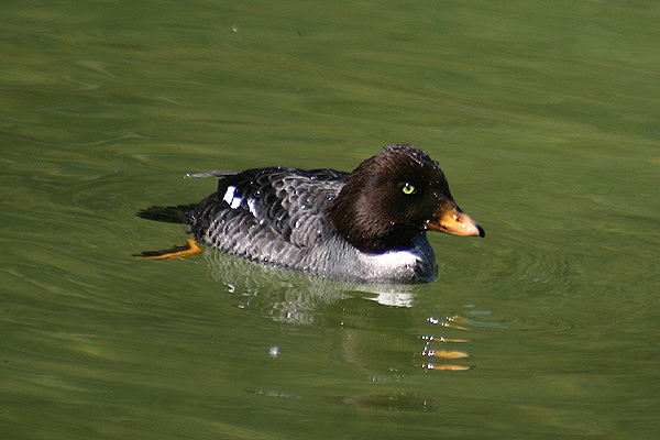 Barrow's Goldeneye by Mick Dryden