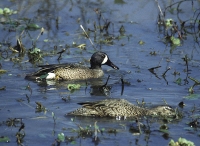 Blue winged Teal by Mick Dryden