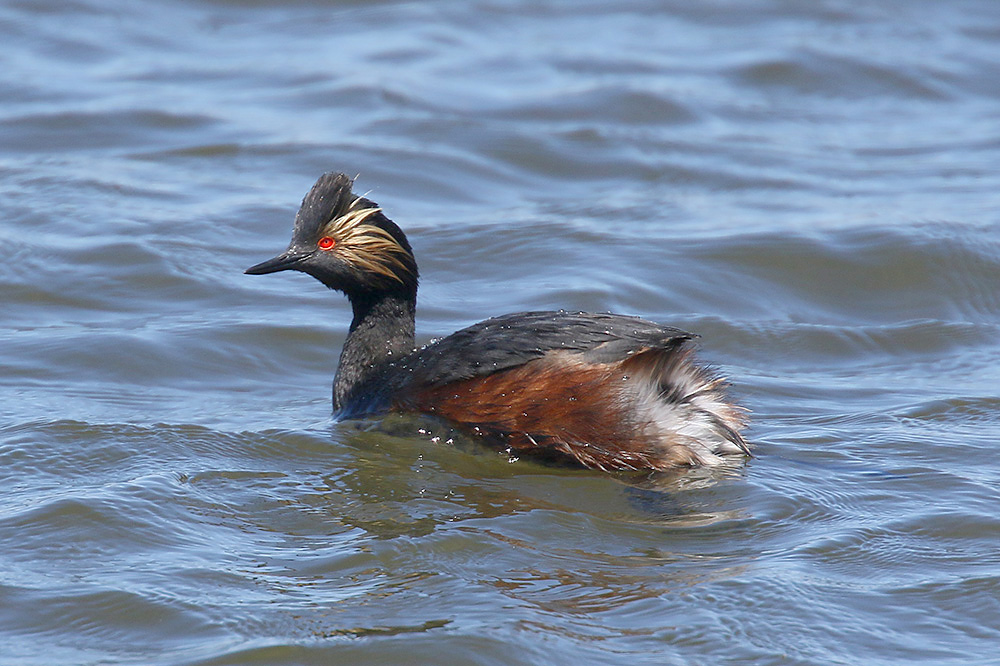 Black-necked Grebe by Mick Dryden